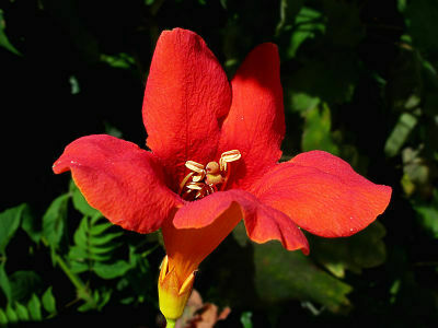 jazmin gardenia
